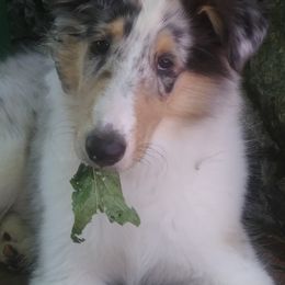 Collie Puppies from Foxglove Farms Collies