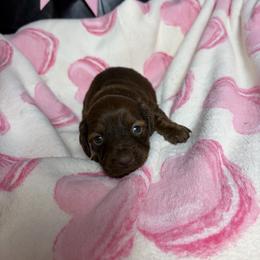 Margaret - Chocolate and tan female Dachshund puppy in Lake City, Florida from My Ditzy Doxies of Florida