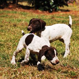 German Shorthaired Pointer Puppies from Buggytown Birddogs
