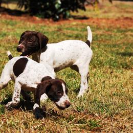 German Shorthaired Pointer Puppies from Buggytown Birddogs