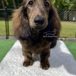 Phillip - Brindle male Dachshund puppy in Imperial, Missouri from Bea’s Dackel Haüs
