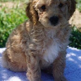 Joe - Yellow and white male Bernedoodle puppy in Caldwell, Idaho from Treasure Valley Poodles