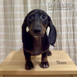 Ross - Black and tan male Dachshund puppy in Royse City, Texas from Truehearted Miniature Dachshunds