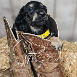 OG1-3 (Yellow collar) - Black and cream female Dachshund puppy in Martin City, Montana from FleuryDachs