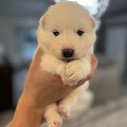 Samoyed Puppies from Sugar Sweet Samoyeds