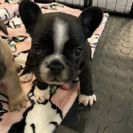French Bulldog Puppies from Small Town Frenchies
