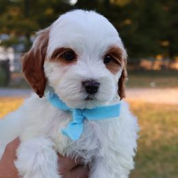 Goldie - baby blue - Parti female Goldendoodle puppy in Ruthorfordton, North Carolina from Duncan Doodles Goldendoodles