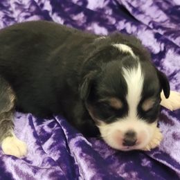 "Ready December 21st" Toy Australian Shepherd Puppies from Casual Country