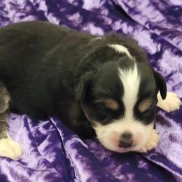 "Ready December 21st" Toy Australian Shepherd Puppies from Casual Country