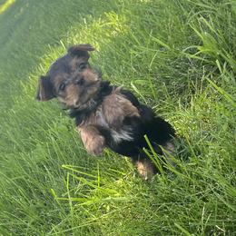 Millie - Black and tan female Yorkshire Terrier puppy in Mendon, Missouri from Tiffany Sharp-Hohn