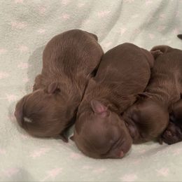 Shih Tzu puppies from AKC Shih Tzu of California