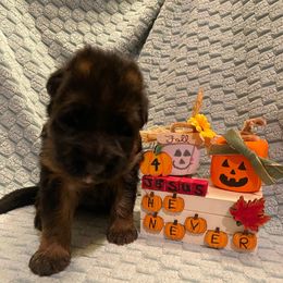 Hermione - Black and red female German Shepherd puppy in Aurora, Illinois from Fairhaven German Shepherds