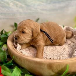 Barnacle (black) - Red  male Goldendoodle puppy in Haltom City, Texas from Ohana Doodles