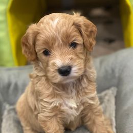 Australian Labradoodle Puppies from Majestic Labradoodles