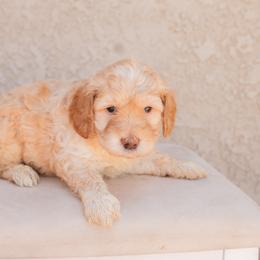 Aussiedoodle and Goldendoodle Puppies from Ever After Doodles Arizona