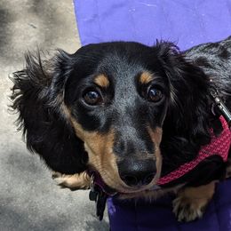 Ruthie - Dachshund