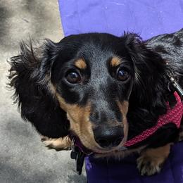 Ruthie - Dachshund