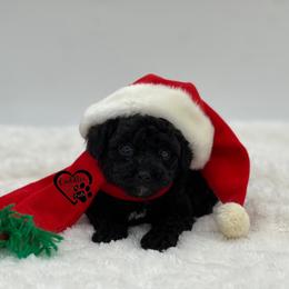 Shadow - Black male Poodle puppy in Nashville, Arkansas from Cuddles n Curls