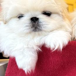 Boy 4 - male Pekingese puppy in West Des Moines, Iowa from Happy Tail Pekingese