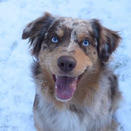 Cali - Australian Shepherd