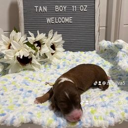 Aussiedoodle and Australian Shepherd Puppies from Loving Puppy Paws Kennel