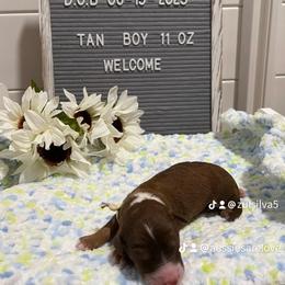 Aussiedoodle and Australian Shepherd Puppies from Loving Puppy Paws Kennel