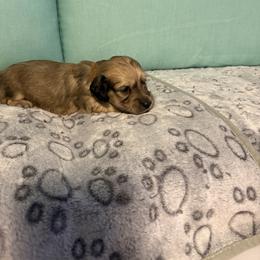 Brown boy - Sable male Dachshund puppy in Live Oak, Florida from The Weenie Herd Mom