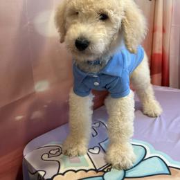 Remy - Apricot male Poodle puppy in Mobile, Alabama from Semmy’s Standard Poodle LLC