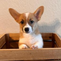 Zoe - Sable female Pembroke Welsh Corgi puppy in Arkansas from CanaanCorgis