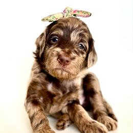 Doe - Merle female Goldendoodle puppy in Pulaski, Tennessee from Doodle My Heart