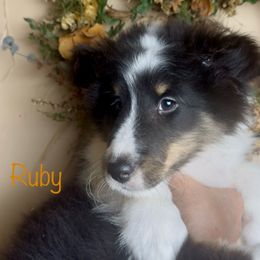 Willow (tri merle) - Black white and tan female Shetland Sheepdog puppy in Idaho from Bellissimo Shelties