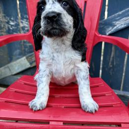Shishito - Black and white female English Springer Spaniel puppy in Madison, Indiana from McCollough's Pawsome Spaniels and Danny's Delightful Dachshunds