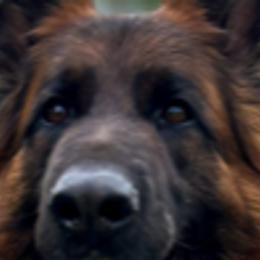 Evie - German Shepherd