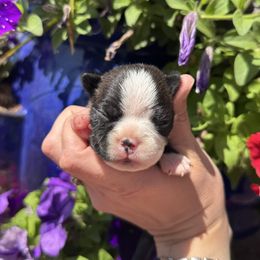 Poppy Daisy - Black brindle and white female Boston Terrier puppy in Powell Butte, Oregon from RVF Boston Terriers