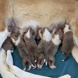 Collie puppies from CYNDELLA COLLIES