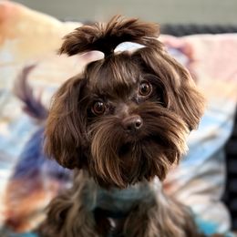 Chance - Yorkshire Terrier