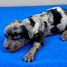 BMF2 - Blue merle female Aussiedoodle puppy in Prague, Oklahoma from Classic K9’s  Aussies & Doodles