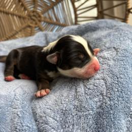 Charlie - Black tri-color male Australian Shepherd puppy in Grants Pass, Oregon from Carmel Mountain Aussies