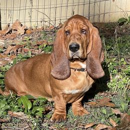 Hattie - Basset Hound