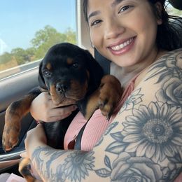 "Car ride with us " Rottweiler Puppies from VHWilliamsRottweilers