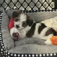 Shorkie and Yorkshire Terrier Puppies from Passion Pups TN