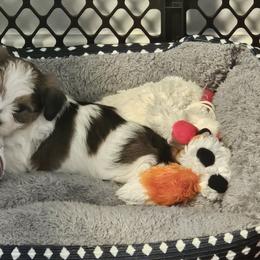 Shorkie and Yorkshire Terrier Puppies from Passion Pups TN