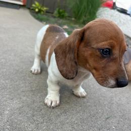 Boy 2 - Piebald male Dachshund puppy in Plato, Missouri from David & Stacey's Dachshunds
