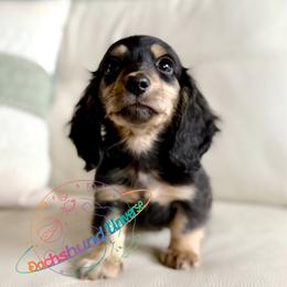Cosmo - Black and cream male Dachshund puppy in Peyton, Colorado from Dachshund Universe