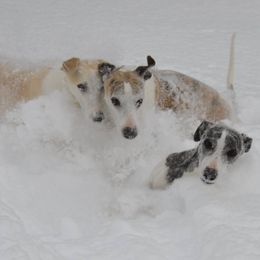 Whippets from Rantina