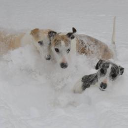 Whippets from Rantina