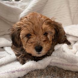 Apollo - Sable male Poodle puppy in Greenville, South Carolina from Wendy's House Of Poodles LLC