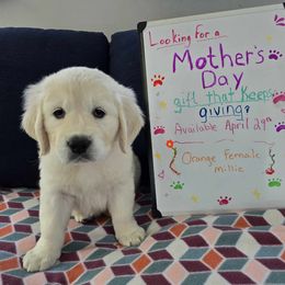 Golden Retriever Puppies from Rosemarie DeVora