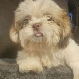 Pumpkin - Liver and white male Shih Tzu puppy in Carthage, Missouri from Cooley's Cuddle Pups