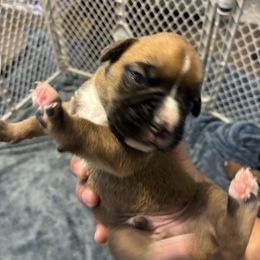 Jake - Fawn male Boxer puppy in Arkansas from Esquivel Boxers